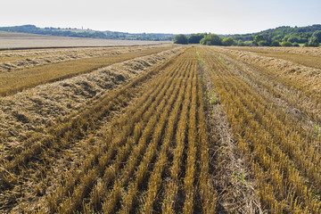 Sloping field of wheat. harvest