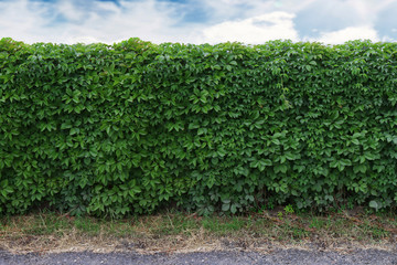 ideas for garden - Green ivy wall over blue sky