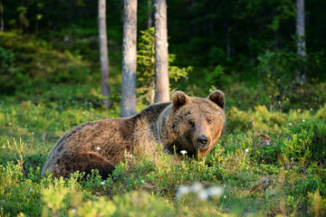 Wall Mural - bear lying in the forest