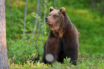 Wall Mural - bear sitting in forest