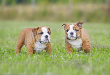 Cute english bulldog puppies playing outdors