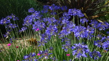 Blue Agapanthus Flowers