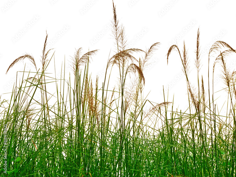 reeds of grass isolated on white background - obrazy, fototapety, plakaty 