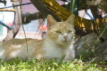 Beautiful Cat Lying In The Grass Hiding From The Summer Heat In