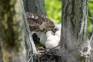 Sticker - Cooper-s hawk feeding chicks