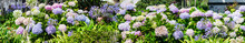 Front Yard Garden