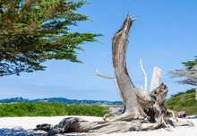 Dry Tree Trunk On Sandy Beach