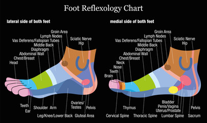 Wall Mural - Foot reflexology chart - inside and outside view of the feet - with description of corresponding internal organs and body parts. Vector illustration on black background.