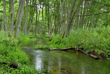  Poland.Pomerania.Kulawa river in summer.Horizontal view