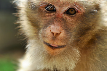 Rhesus macaque