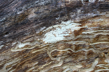 Wall Mural - Abstract texture of old wood formed by time and nature