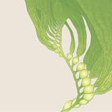vector illustration - Seaweed (kelp)