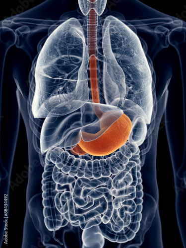Naklejka na szybę medically accurate illustration of the stomach