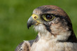 © L Galbraith - Lanner Falcon head shot