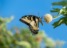 Eastern Tiger Swallowtail Butterfly (Papilio Glaucus) Feeding On Buttonbush Flowers