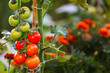Tomaten reifen im Garten