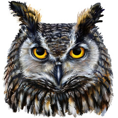 eagle owl digital painting / eagle owl head