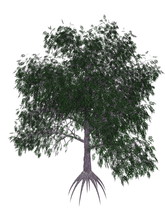 Pecan Tree - 3D Render