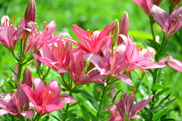 Lilies in drops of water after rain