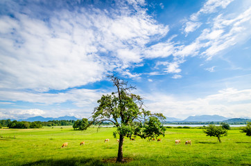 Canvas Print - chiemsee