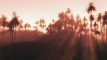 Forest Of Palm Trees With Sunbeams Through The Mist