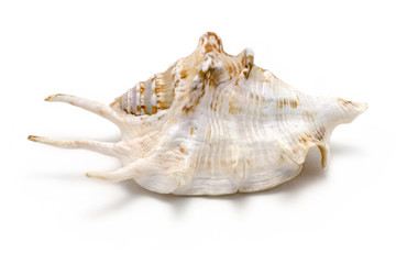 Ocean Sea Conch isolated on white background with shadow. Studio stock photo.