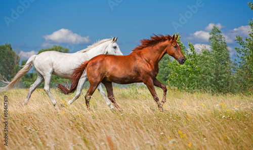 Obraz w ramie two horses