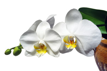 Wall Mural - Phalaenopsis