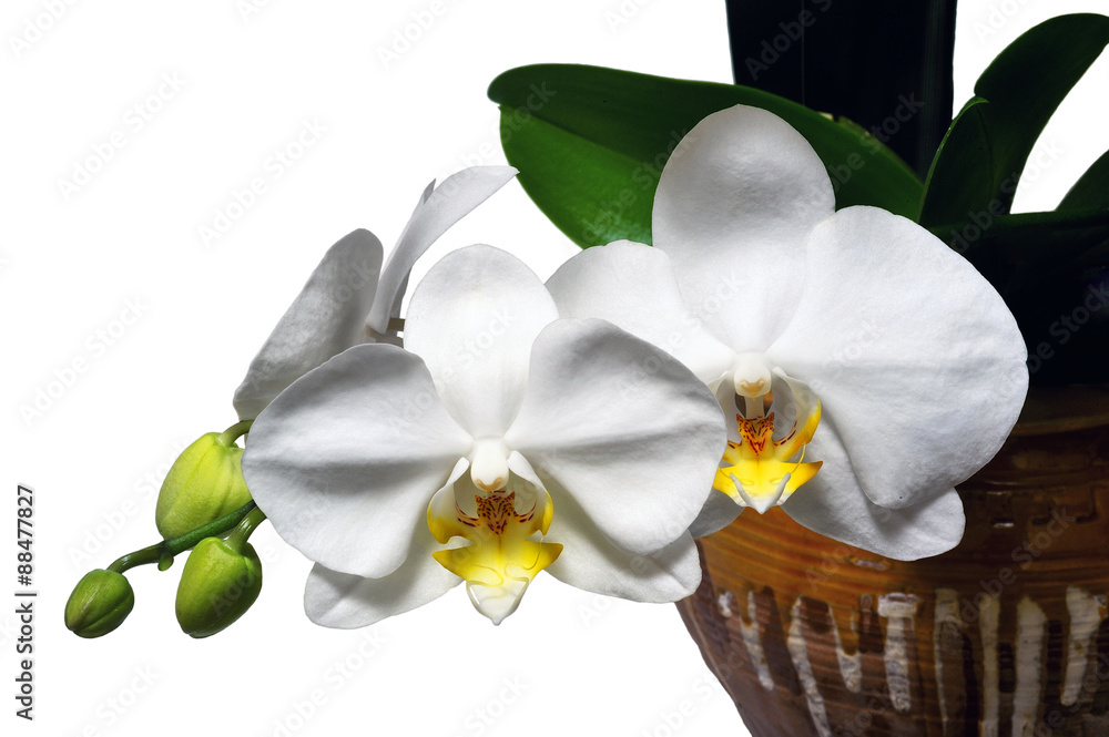 phalaenopsis