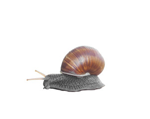 snail isolated on white background