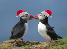 Two Puffins With Santa's Red Hats