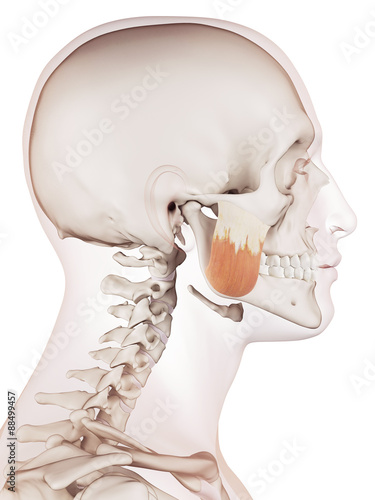 Nowoczesny obraz na płótnie medically accurate muscle illustration of the masseter superior