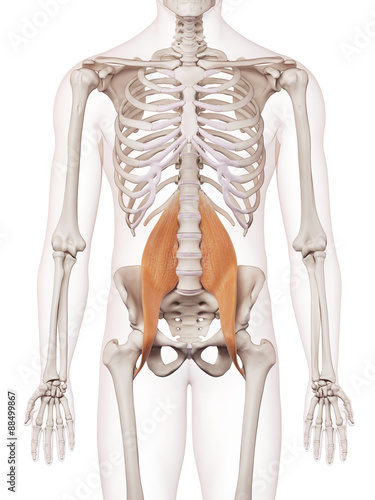 Naklejka dekoracyjna medically accurate muscle illustration of the psoas major