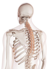 medically accurate muscle illustration of the semispinalis thoracis