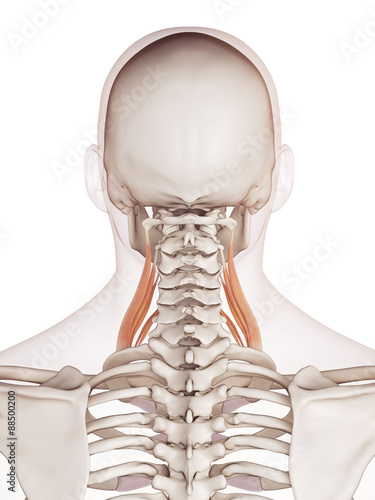 Naklejka dekoracyjna medically accurate muscle illustration of the middle scalene