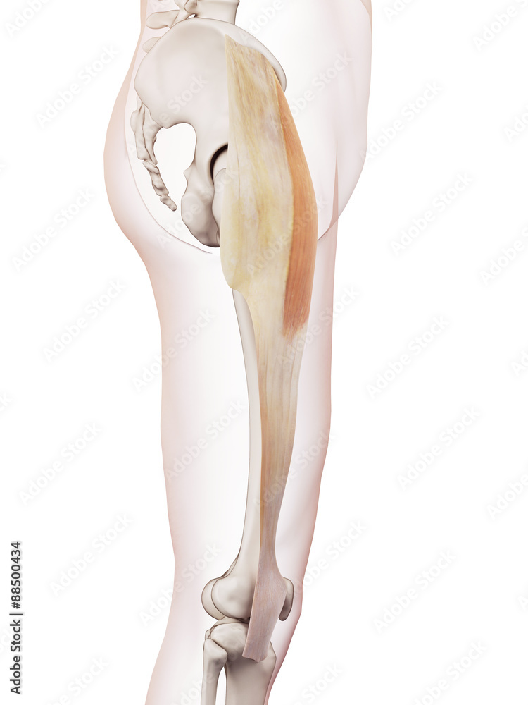 medically accurate muscle illustration of the tensor fascia lata - obrazy, fototapety, plakaty 