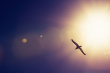 Seagull Bird Flying In The Sky