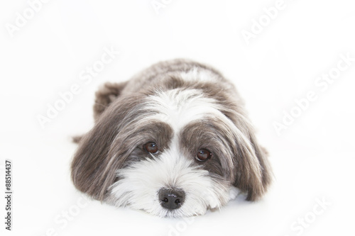 A cute black and white long hair dog lying down. Poster
