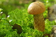 Orange-cap boletus mushroom in the forest