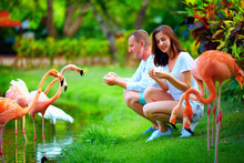 Young Couple Feeding Flamingo Birds With Hands On Pond