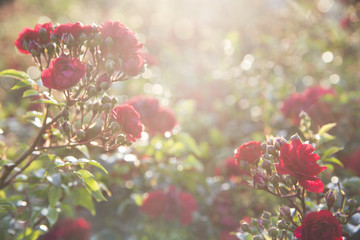 red roses at the evening sun rays, defocused blurred background