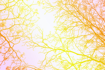Wall Mural - Leafless tree branch, retro tone gradient filtered background.