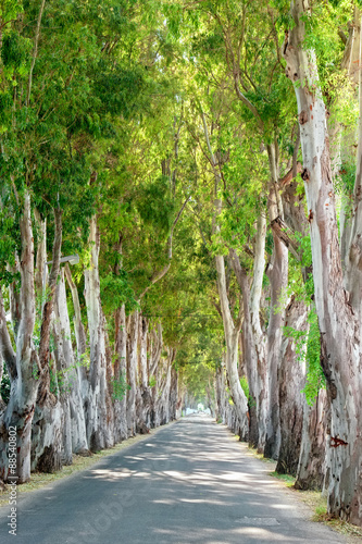 Naklejka na drzwi Eucalyptus road. Rhodes, Greece