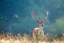 A Fallow Deer Buck On Summers Morning