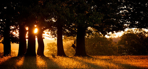 Wall Mural - fallow deer buck silhouetted by the morning sunrise