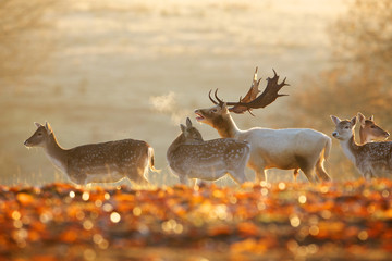 Wall Mural - group of fallow deer