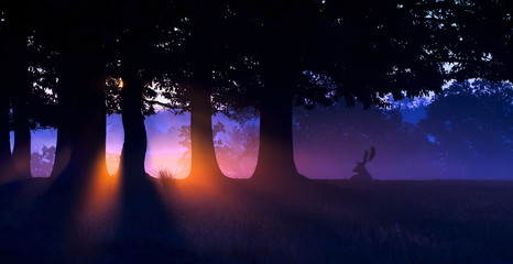 Wall Mural - silhouetted fallow deer buck