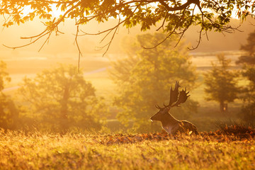 Wall Mural - silhouetted fallow deer buck