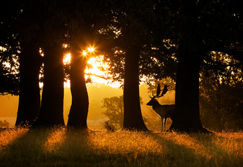 Wall Mural - silhouetted fallow deer buck behind a tree at sunrise