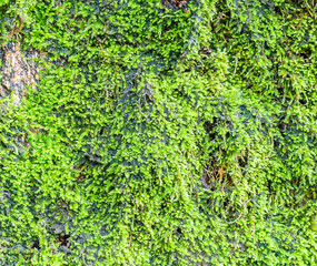 Green lichens on tree